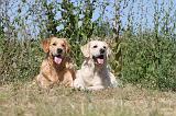 GOLDEN RETRIEVER 264
